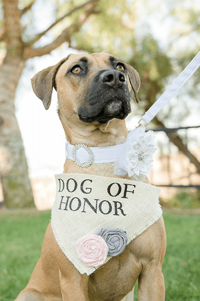 Dog of Honor Scarf for Wedding