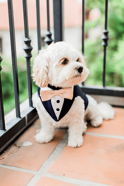 Doggy Tuxedo_Including Your Pets in Your Wedding