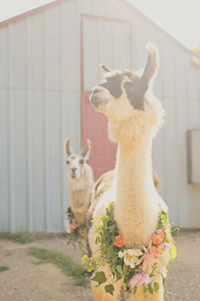 Farm wedding with llamas alpacas wearing floral wreaths