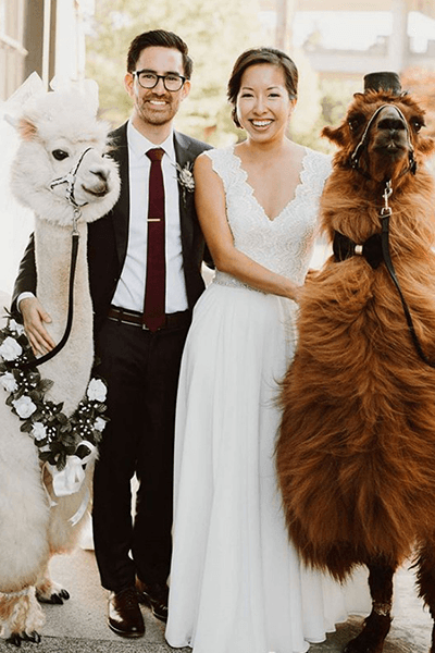 Wedding llamas for rent - rojo the llama